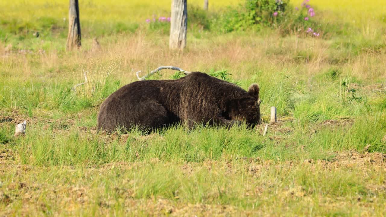 갈색  ⁇  (ursus arctos) 은 야생에서 유라시아 북부와 북아메리카의 대부분에서 발견되는  ⁇ 입니다. 북아메리카에서 갈색  ⁇ 의 개체수는 종종 그리즐리  ⁇ 이라고 불립니다.