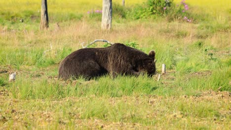 brown bear (ursus arctos) in wild nature is a bear that is found across much of northern eurasia and north america. in north america, the populations of brown bears are often called grizzly bears.