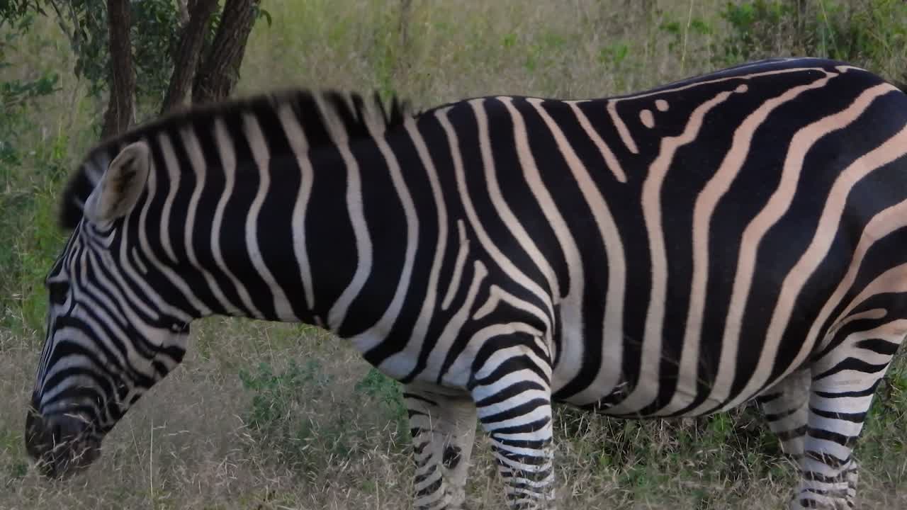 Plains Zebra Feeding And Standing In Grassy Savanna With Muscles Twitching. Kruger National Park. closeup shot
