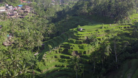 Drone-view-of-green-rice-fields-at-sunrise-in-Bali,-Indonesia