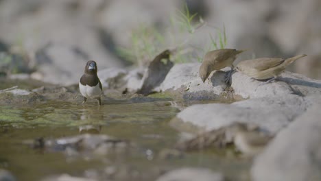 tri-color munia and birds at water hole quenching their thirst