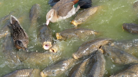 school of hungry common carps swimming with a mallard in the pond and coming with their mouths above the water