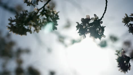 slow motion macro shot of a cherry blossom tree in full bloom in kyoto, japan