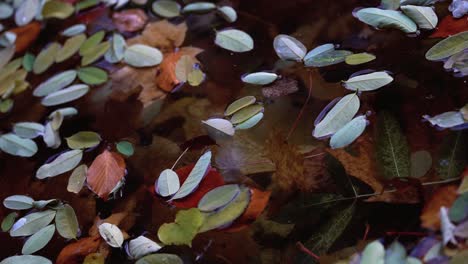 autumn season - fallen leaves on the water - static shot