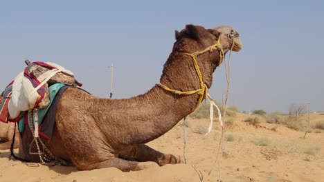 pet camel with traditional sitting cart at desert at day from different angle video is taken at rajasthan, india