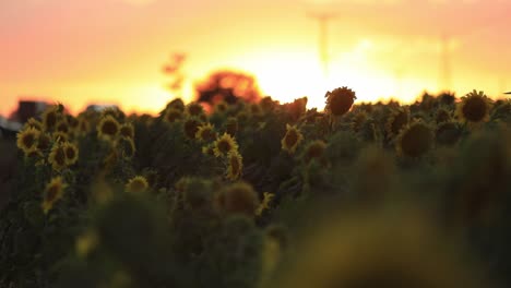 un campo de girasol pacífico en el sol de la mañana con una carretera ocupada en el fondo