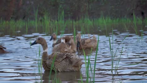 slow motion - flock of duck on the water