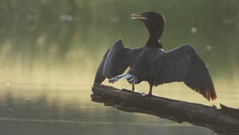 Cormorán--relajante--estanque--peces-