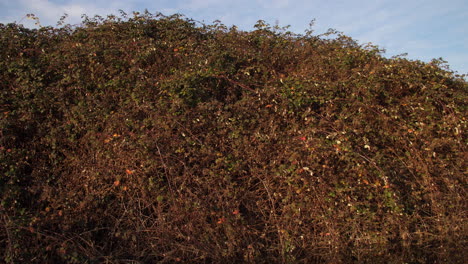 Riesige-überholende-Wand-Aus-Invasiven-Brombeeren-Im-Winter