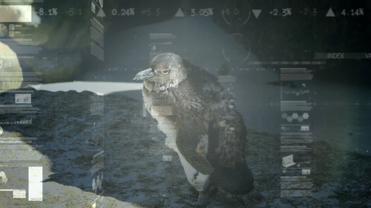 Marine data overlays fading in, drifting, initiating seabird tilting body and turning head on shore