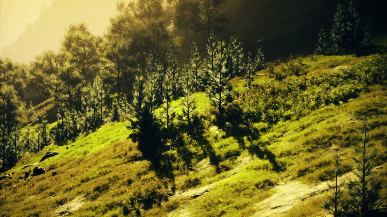 Lush hillside with trees casting long shadows during golden hour light