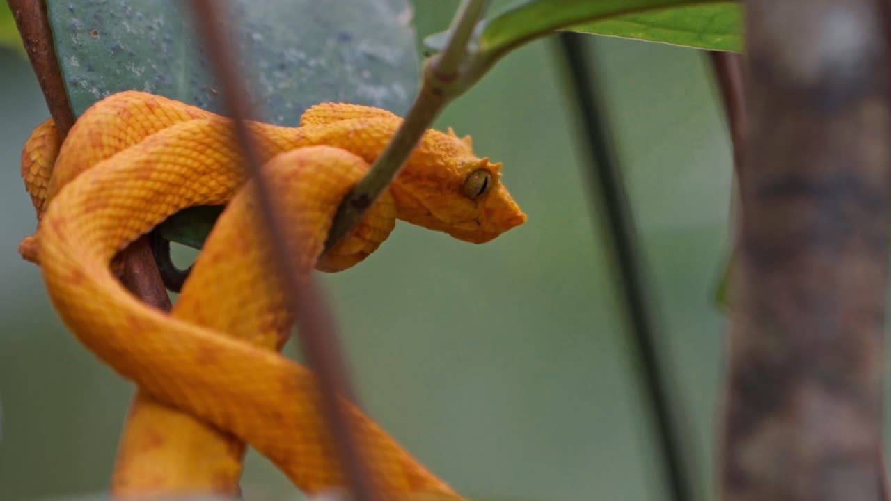 Tucked among the vibrant foliage of the Costa Rican rainforest, the yellow eyelash pit viper—locally known as the bocaracá—rests with quiet intensity
