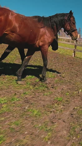 black and brown horses walk together grazing in round paddock with wooden fence aerial first point view. equine animals breeding at ranch slow motion