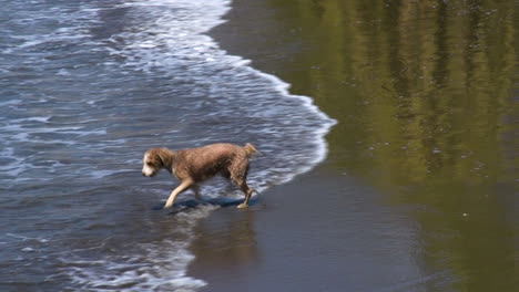 Verspielter-Hund,-Der-Stock-Am-Meer-Holt,-Ist-Nass-Geworden