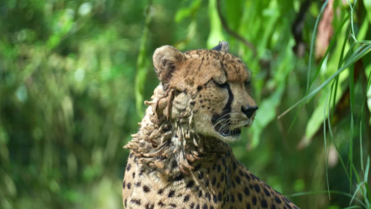 Sinekleri kovmak için kulaklarını sallayan ıslak bir çitanın (Acinonyx jubatus) çevresine bakarken çekilmiş yakın plan portre fotoğrafı.