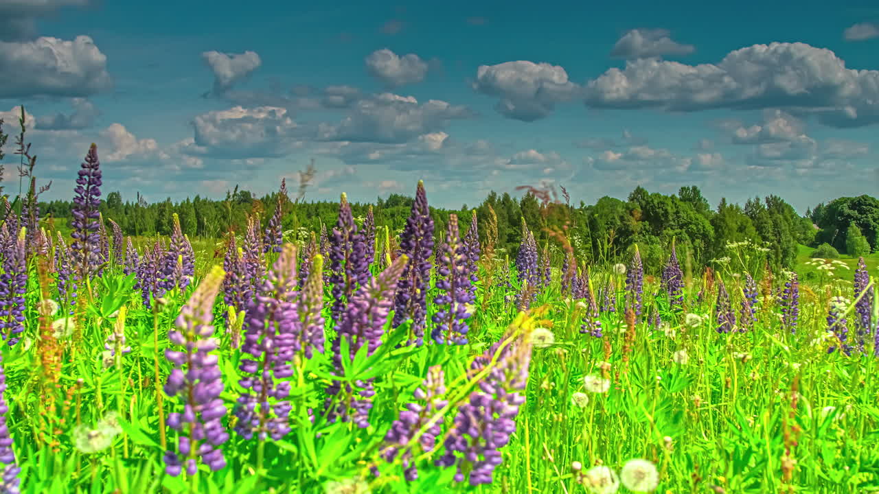 흐린 날에 아름다운 보라색 꽃밭 블로우 볼 민들레의 저속 촬영