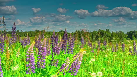 Tiro-De-Lapso-De-Tiempo-De-Hermoso-Diente-De-León-De-Bola-De-Campo-De-Flor-Púrpura-En-Un-Día-Nublado