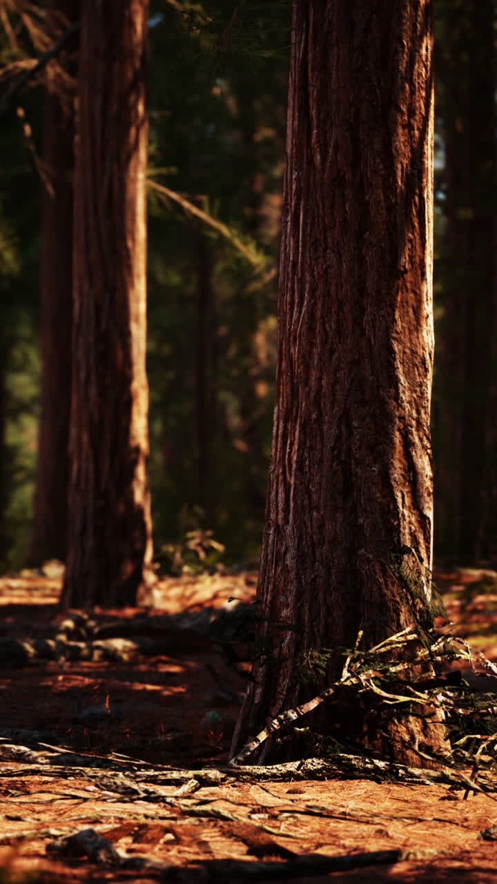 cerca de los pinos altos en un bosque