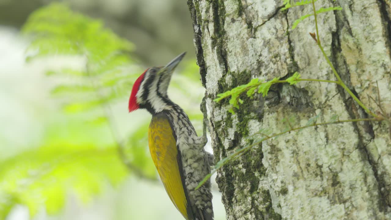 Male Common Flameback Getting Food Between The Cracks Of The Tree Barks. - closeup shot