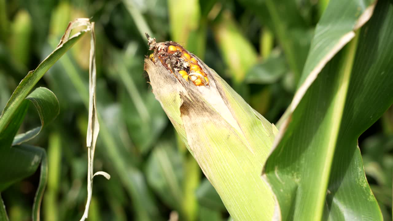 Sunburned corncob in unharvested Cantabria field shows heat damage on crop