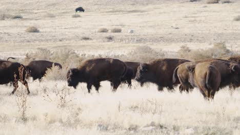 Amerikanische-Bison--Oder-Büffelherde-Unterwegs-In-Der-Westlichen-Landschaft