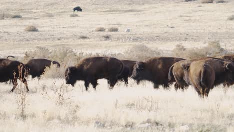 american bison or buffalo herd on the move in the western landscape