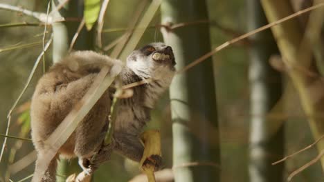 Isolated-hungry-brown-lemur-sitting-on-bamboo-plant-branch-eating-banana