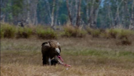 喜马拉雅高原 (himalayan gryphon vulture) 濒临灭绝,由于食物来源和<unk>息地丧失,