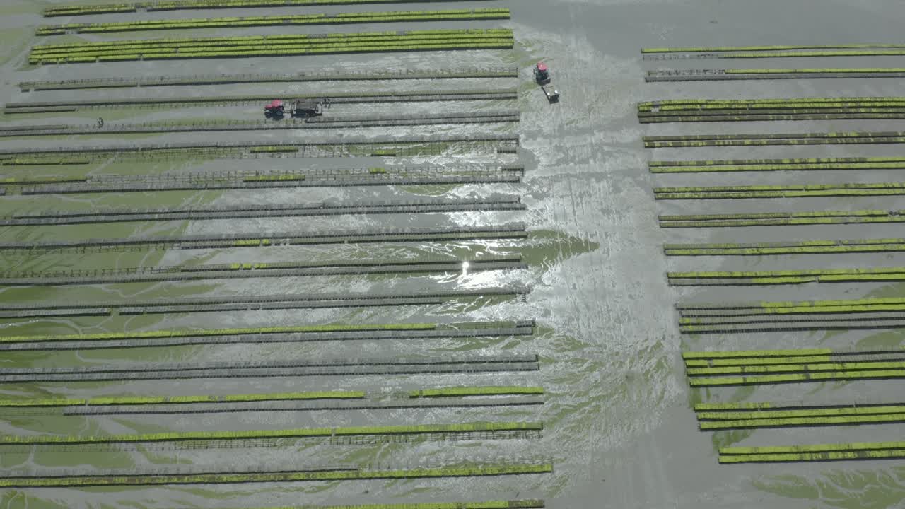 수확기 동안 프랑스 브리타니의 굴 양식장에 트레일러가 달린 트랙터