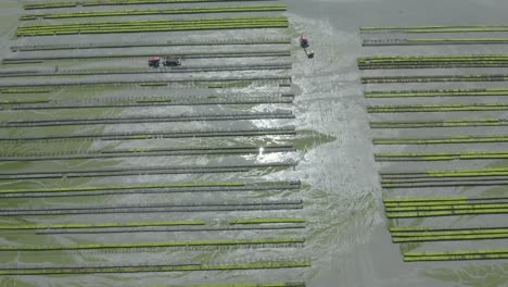 tractors with trailers at an oyster farm in brittany, france during harvest season