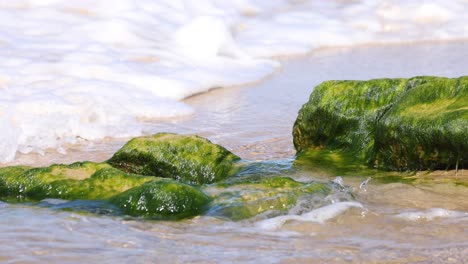 waves ebb and flow over algae-covered stones