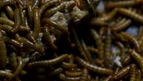 The-Mealworm-is-a-species-of-Darkling-Beetle-used-to-feed-pets-like-fish,-snakes,-birds,-and-frogs