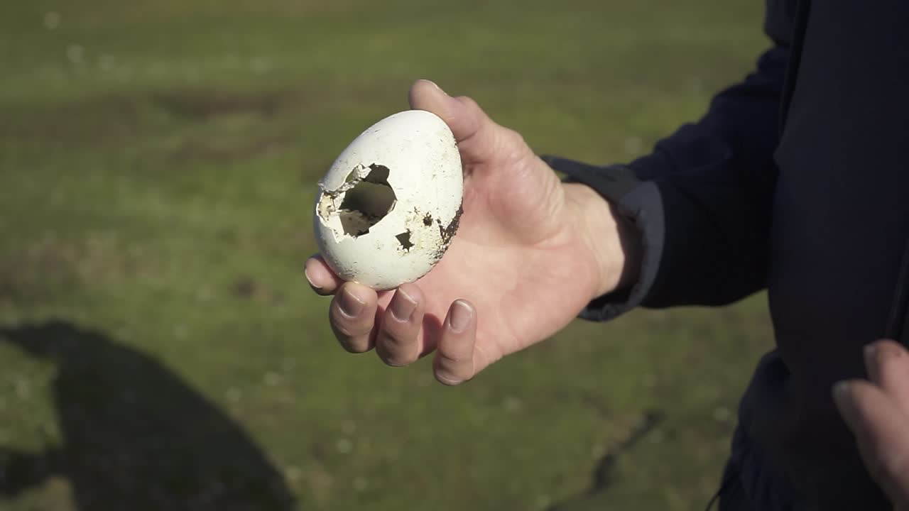 Ornithologist carefully examining broken bird egg while conducting field research, revealing delicate shell fragments within natural wildlife environment
