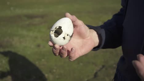 ornithologist carefully examining broken bird egg while conducting field research, revealing delicate shell fragments within natural wildlife environment