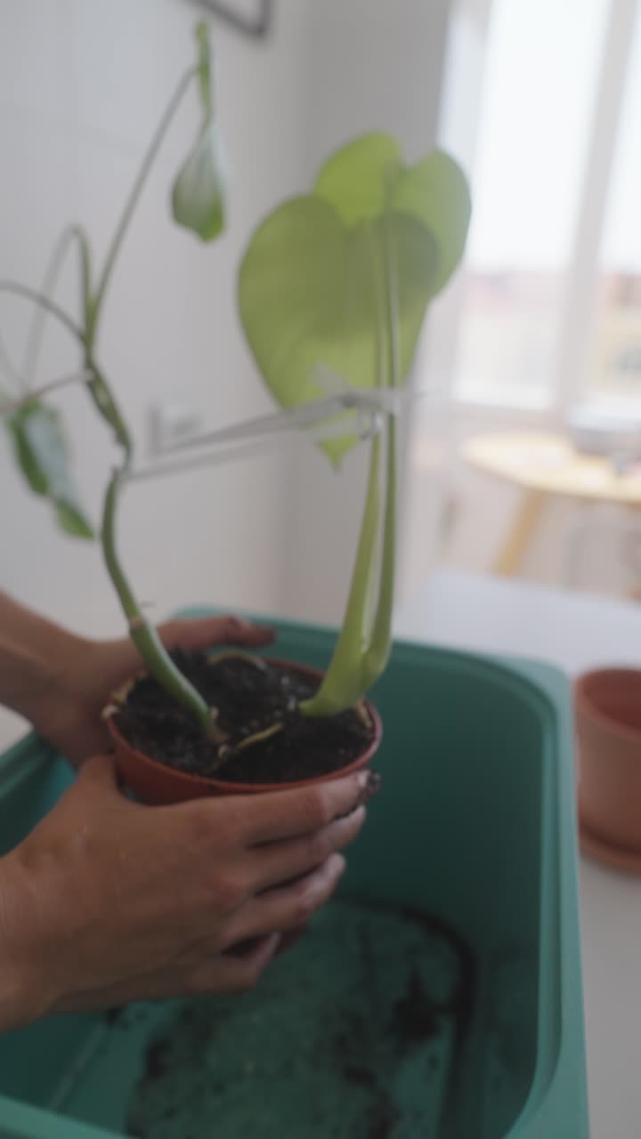 Rinvasare una pianta di Monstera