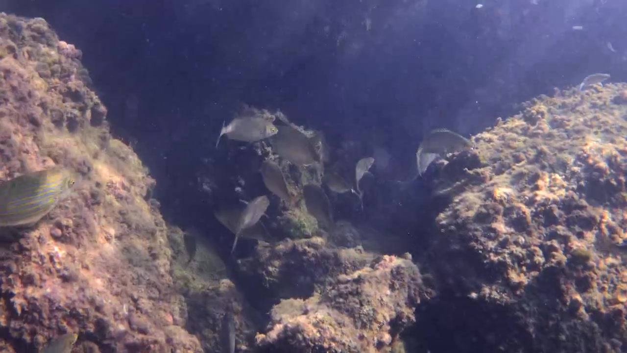 Sarpa salpa fish swimming together in a school, exploring a rocky reef habitat in the clear underwater ocean environment