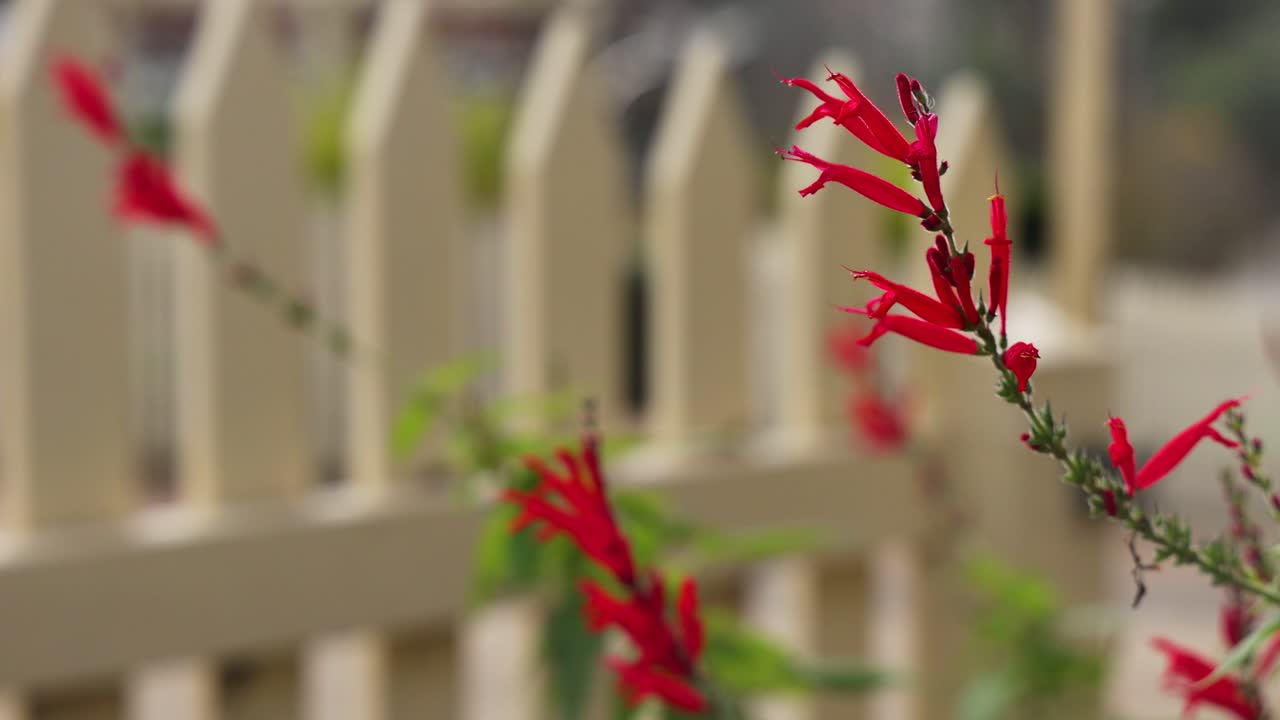 색 꽃이 색 울타리 근처에 흔들리고 있다