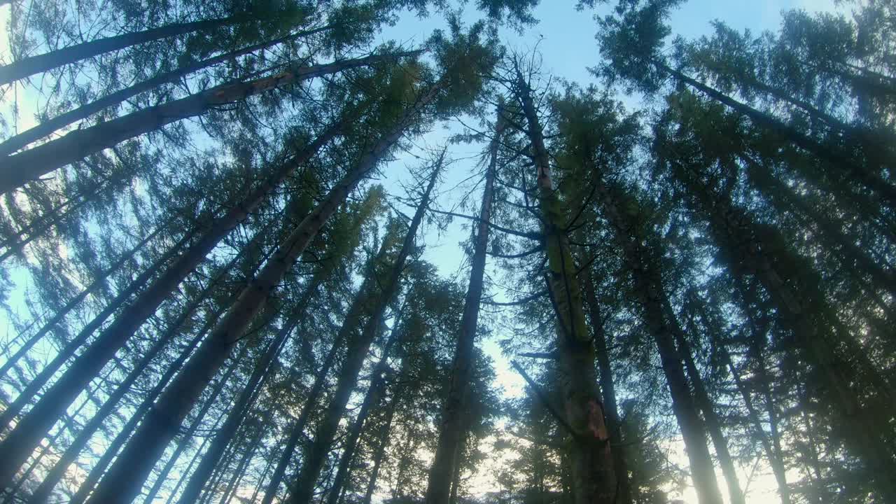 낮은 각도에서 샷을 기울여 태양 플레어가 있는 키 큰 나무 위로 회전합니다.