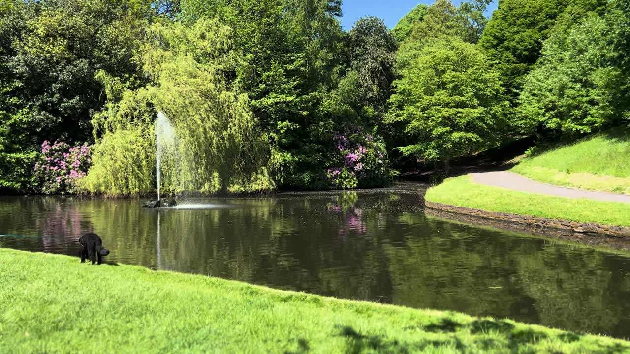 Walking Dog by Peaceful Green Park Pond Fountain