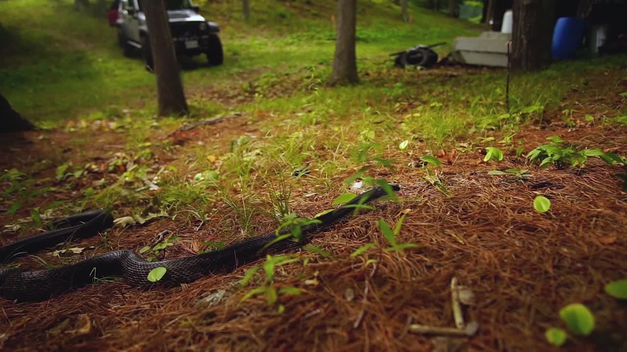 Large adult Black rat snake slithers in the pine needles of cottage country in the fall in Ontario Canada slow motion 2