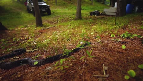 large adult black rat snake slithers in the pine needles of cottage country in the fall in ontario canada slow motion 2