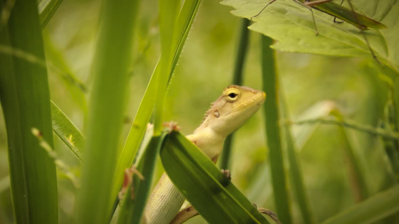 ювенильная восточная садовая ящерица, также известная как изменчивая ящерица или calotes versicolor, прячущаяся среди зеленых травинок в поисках защиты