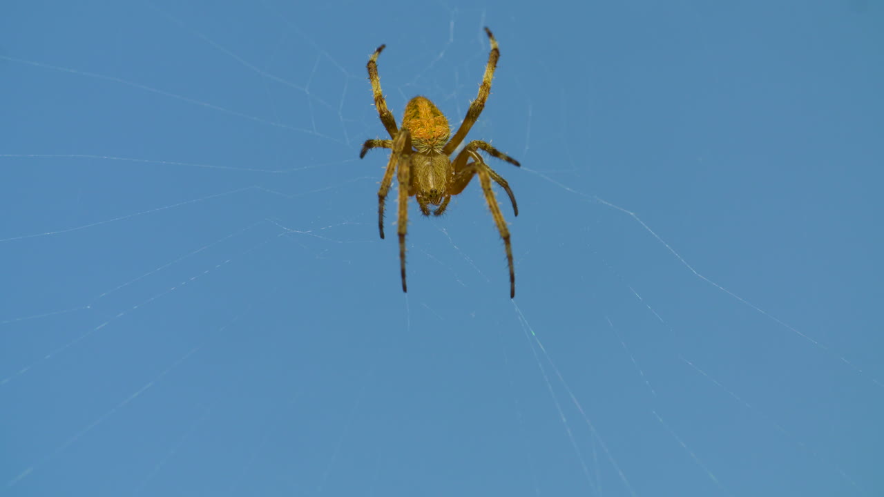 primer plano de una araña de jardín amarilla en su web contra un fondo de cielo azul