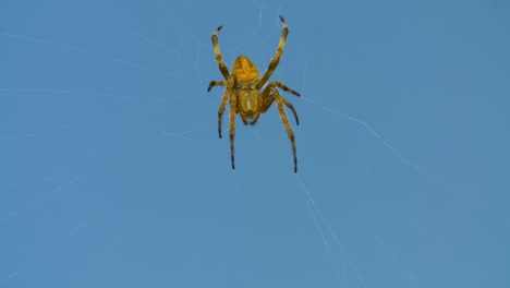 Close-up-of-a-yellow-garden-spider-in-its-web-against-a-blue-sky-background