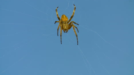 primer plano de una araña de jardín amarilla en su web contra un fondo de cielo azul