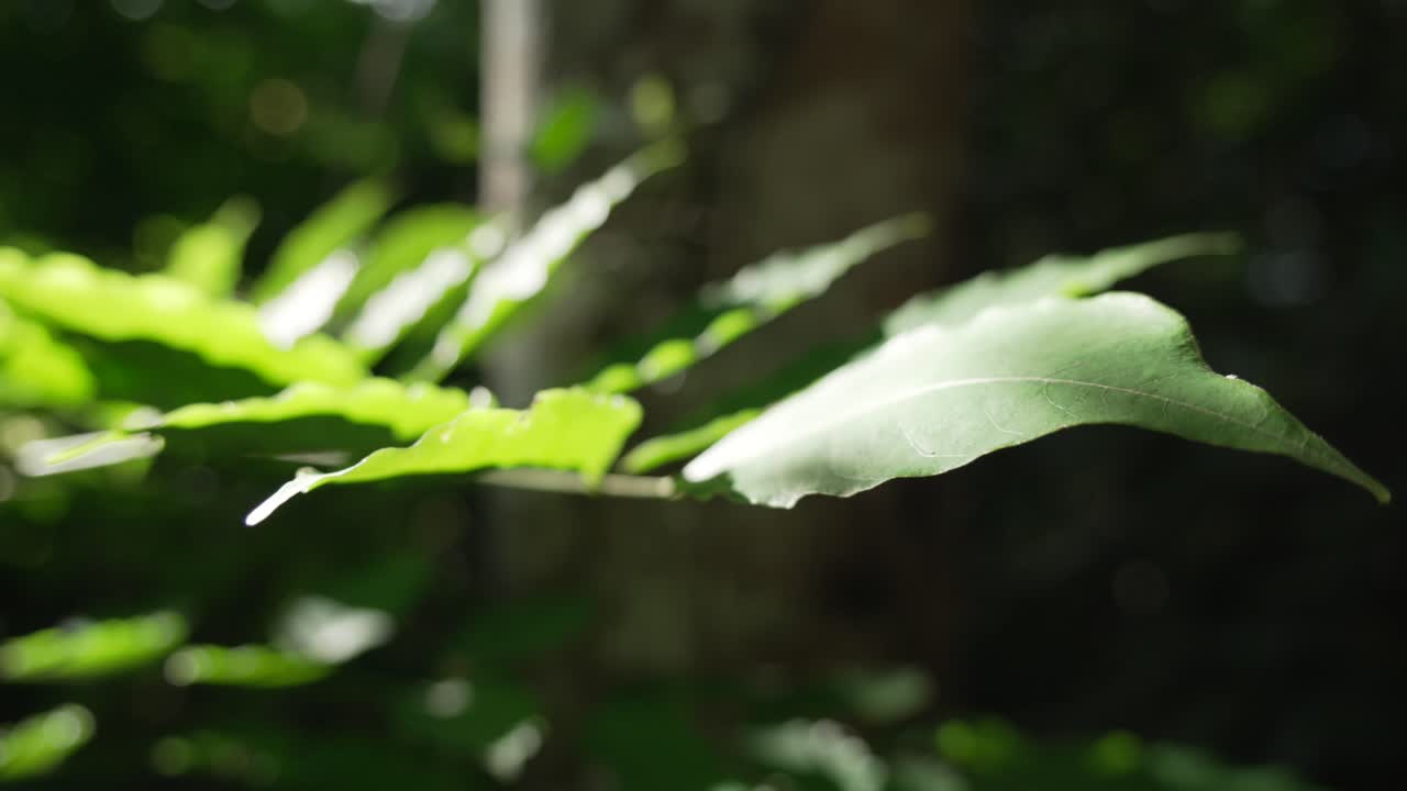 Close up of a fern leaf glowing in sunlight in Cat Ba rich biodiversity forest, Vietnam