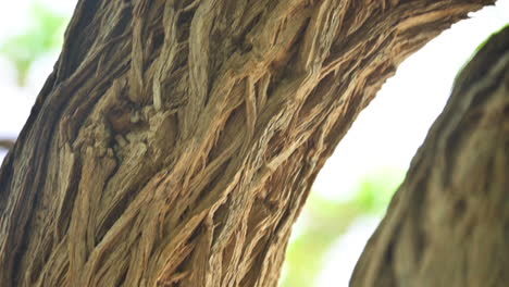 wild texas olive tree bark texture at tropical forest woods