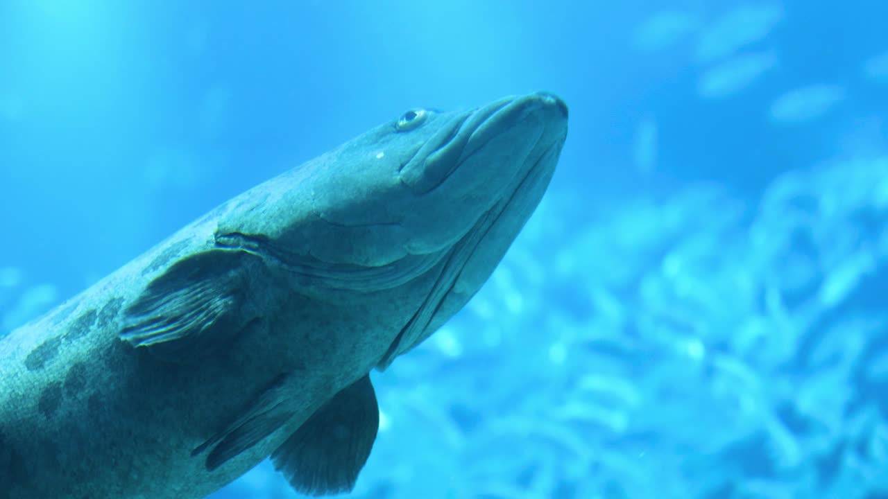 큰 반점이 있는 그루퍼가 바다 물을 가로질러 날아다닙니다.