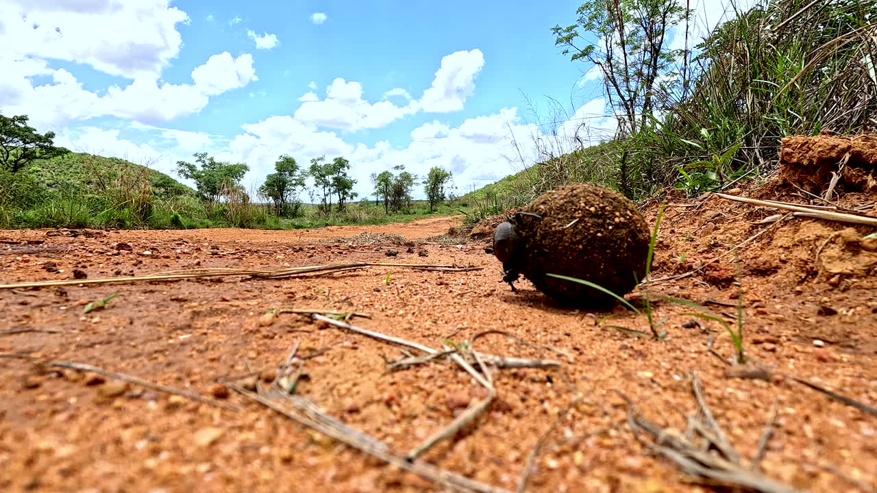Determined dung beetle use legs to roll dung ball over sandy surface, low POV