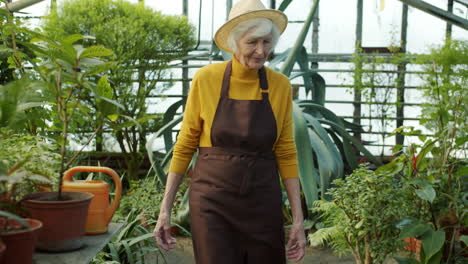 senior woman gardener in a greenhouse